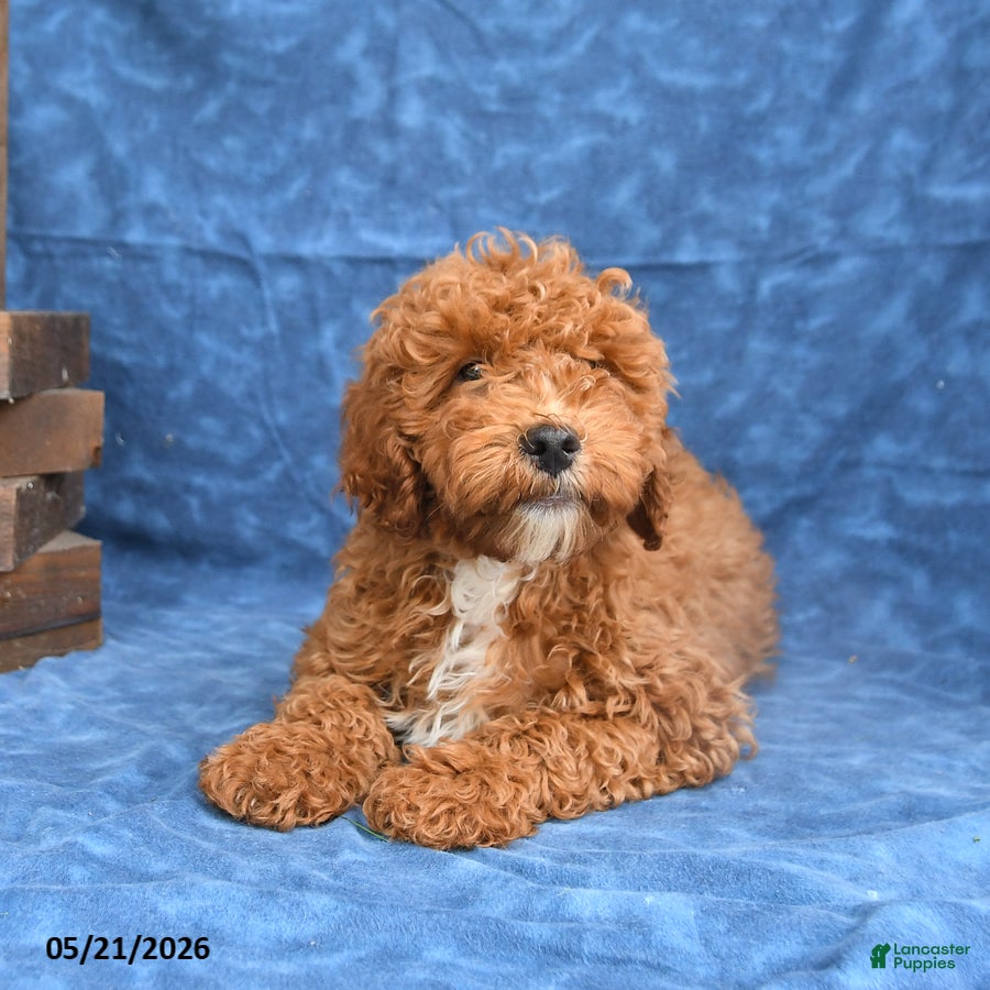 Mini Goldendoodle dogs for sale: Bingo - Ad 3