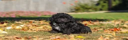Miniature Poodle dogs for sale: Ringo🐾🐶 - Ad 5