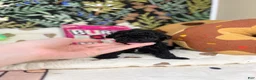 Toy Poodle dogs for sale: Frances - Ad 3