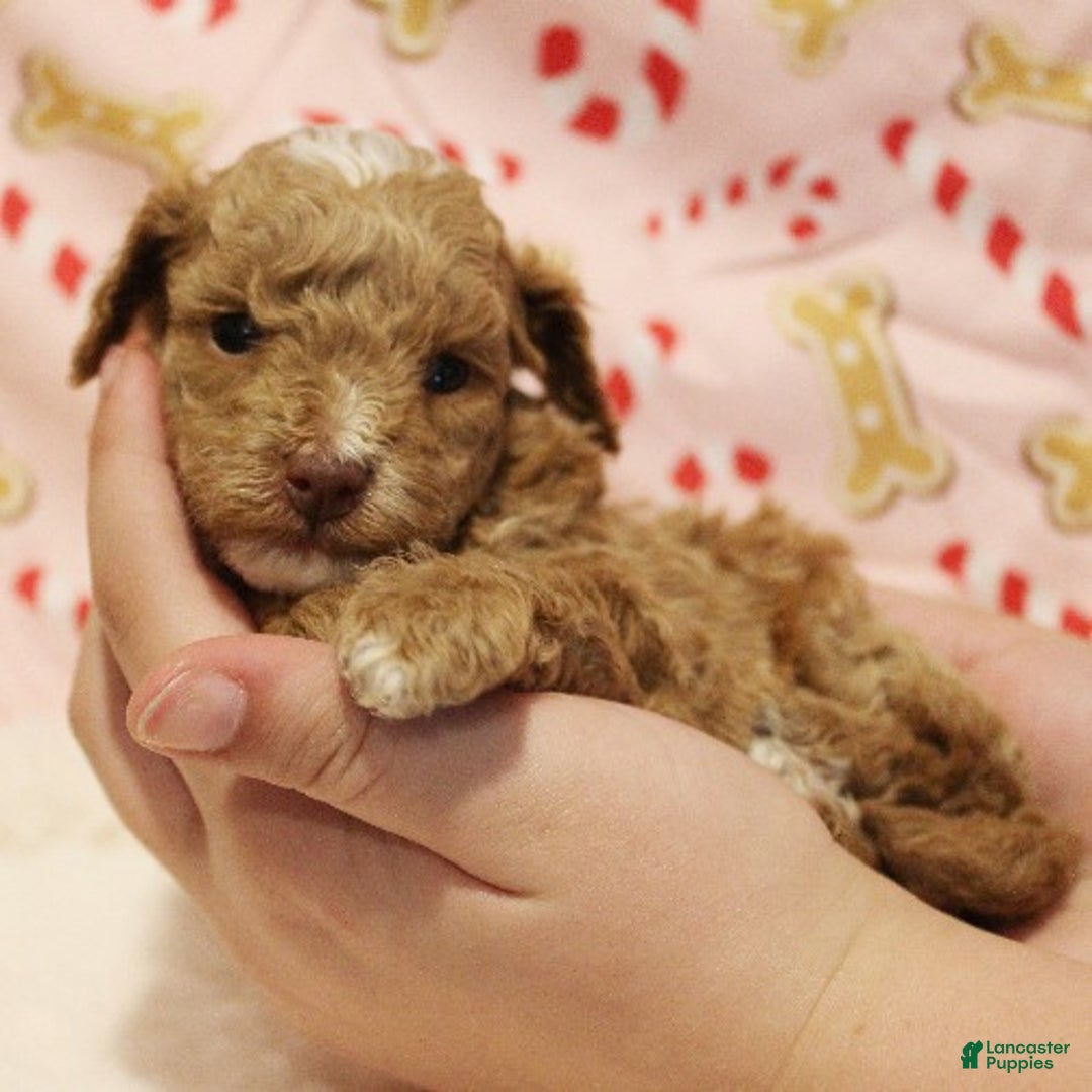 Toy Poodle dogs for sale: Star - Ad 2