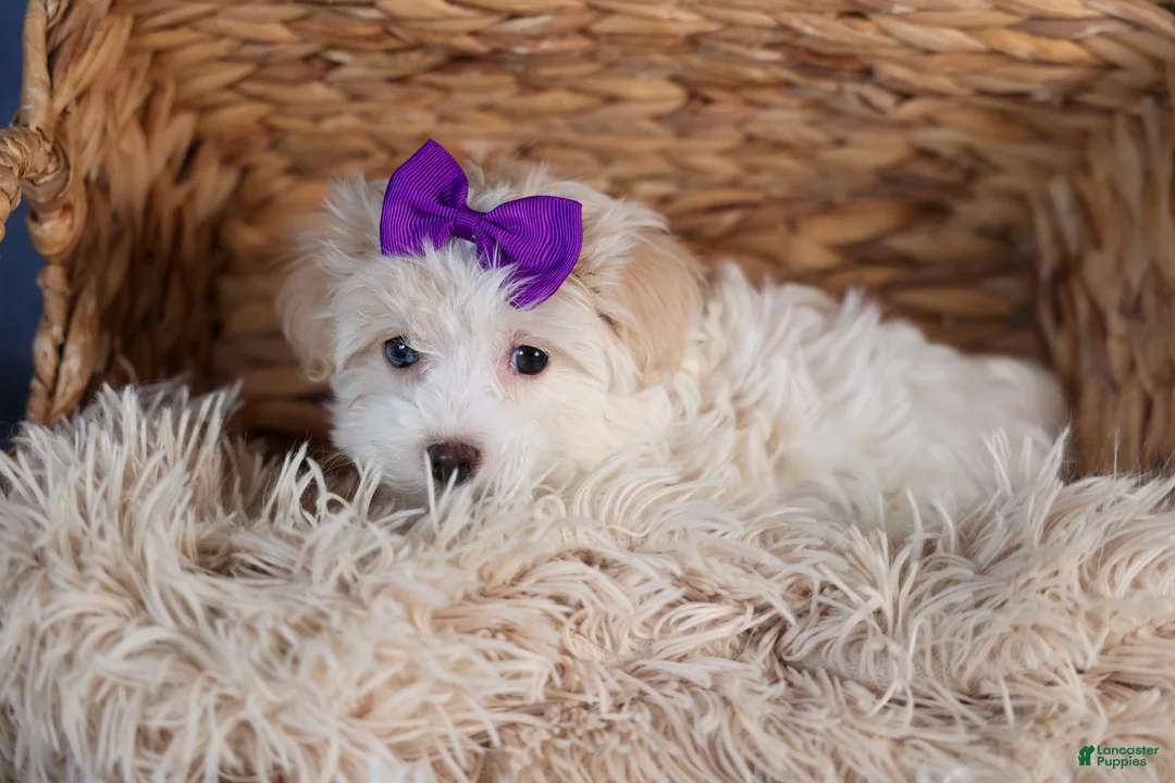 Havapoo dogs for sale: FANCY - Ad 3