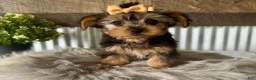 Yorkshire Terrier dogs for sale: Indy - Ad 6