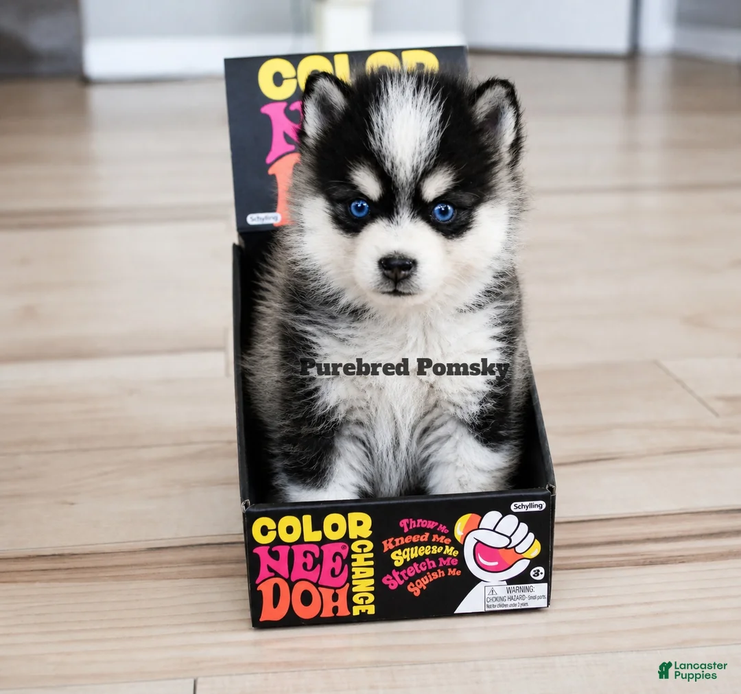 Pomsky dogs for sale: Koda Micro Pomsky - Ad 5