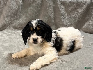 Mixed Breed dogs Gigi - Ad 2