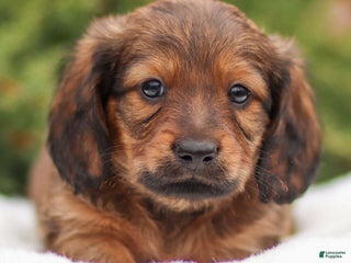 Dachshund dogs Hero - Ad 25