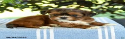 Shih Tzu dogs for sale: Gio - Ad 3