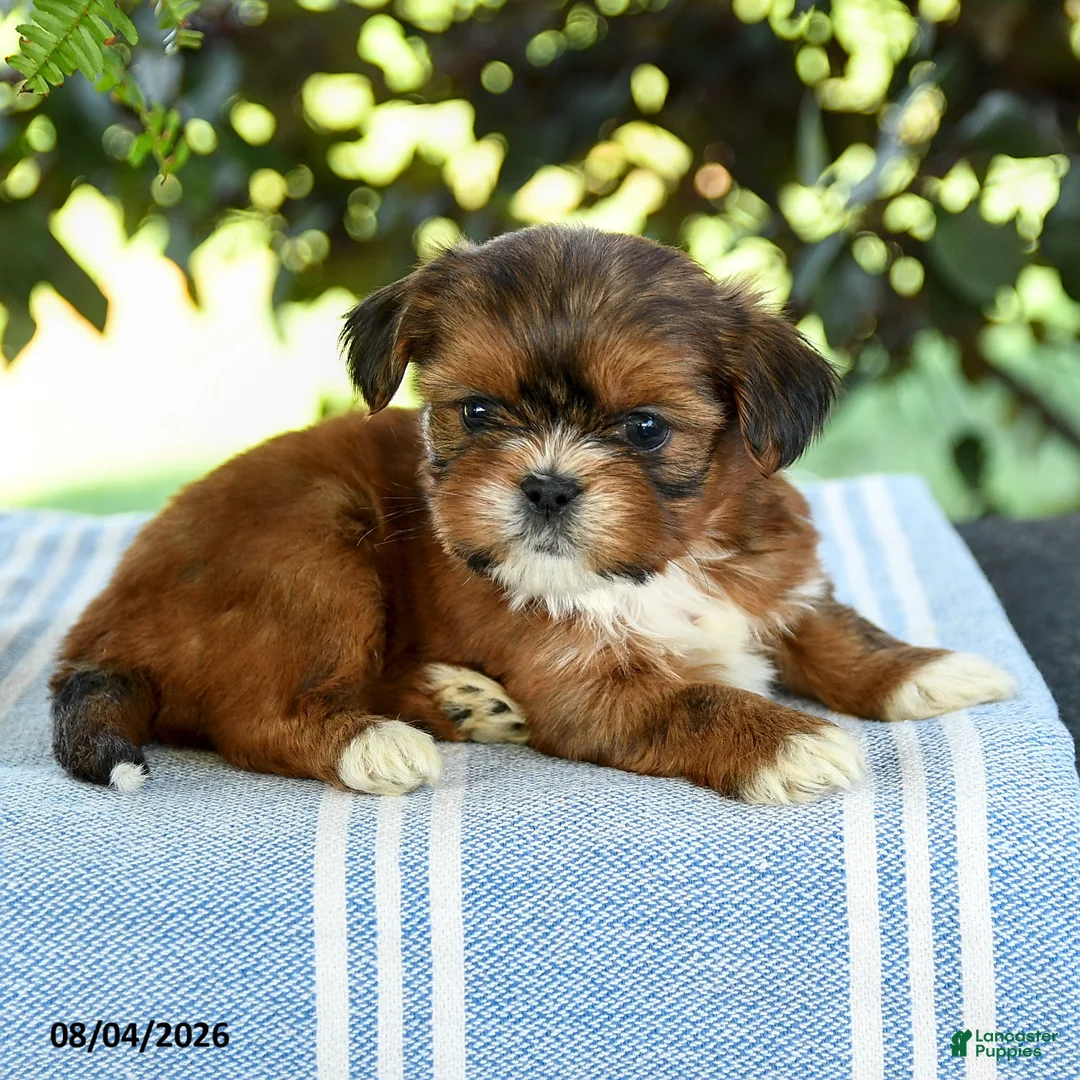 Shih Tzu dogs for sale: Gio - Ad 3