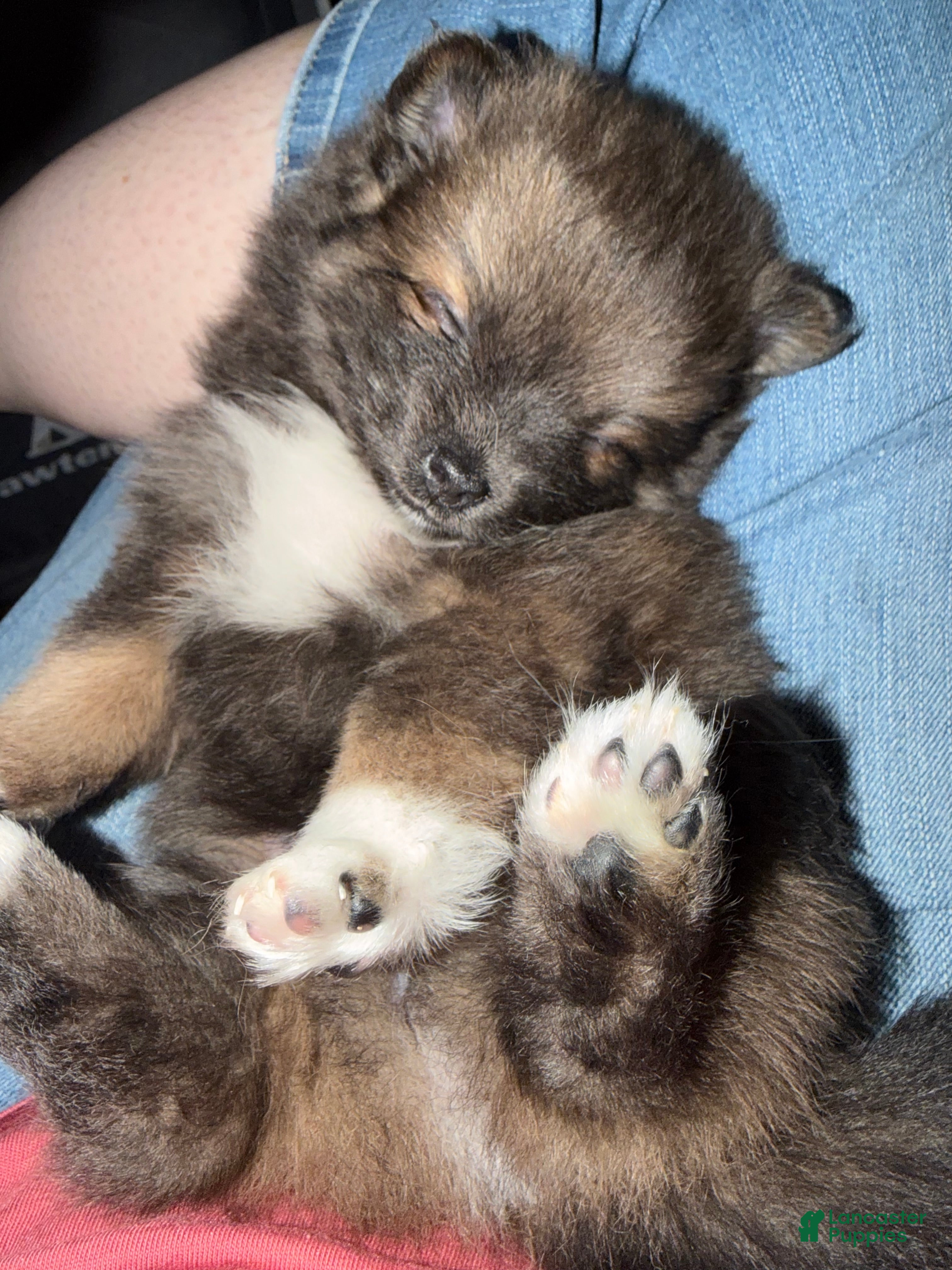 Pomeranian dogs for sale: Pomeranian Puppy 1 - Ad 3
