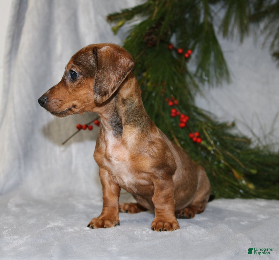 Miniature Dachshund dogs for sale: Coco - Ad 2