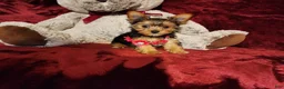 Yorkshire Terrier dogs for sale: PIPPA - Ad 10