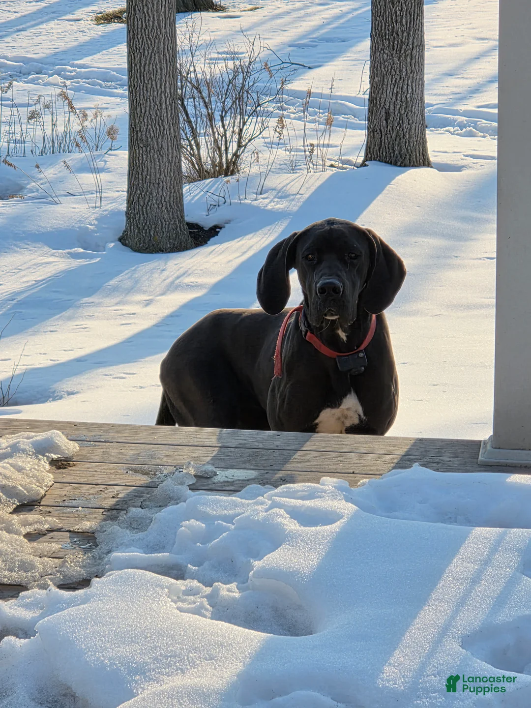 Great Dane dogs for sale: Juniper - Ad 3