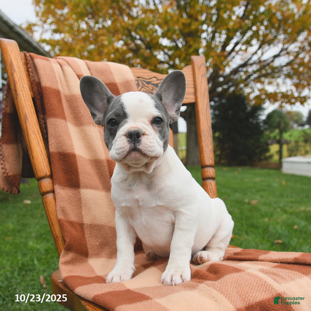 French Bulldog dogs for sale: Bonnie - Ad 4