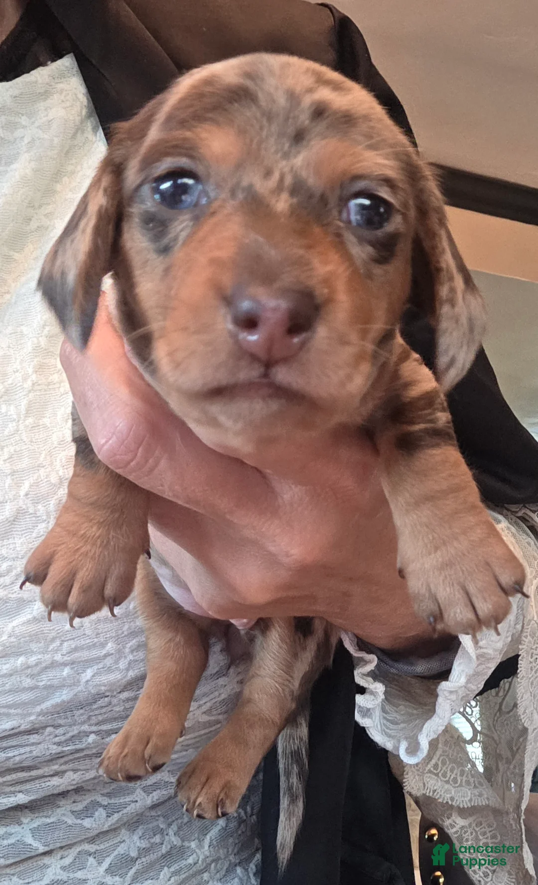 Miniature Dachshund dogs for sale: Miniature Dachshund- Dior - Ad 2