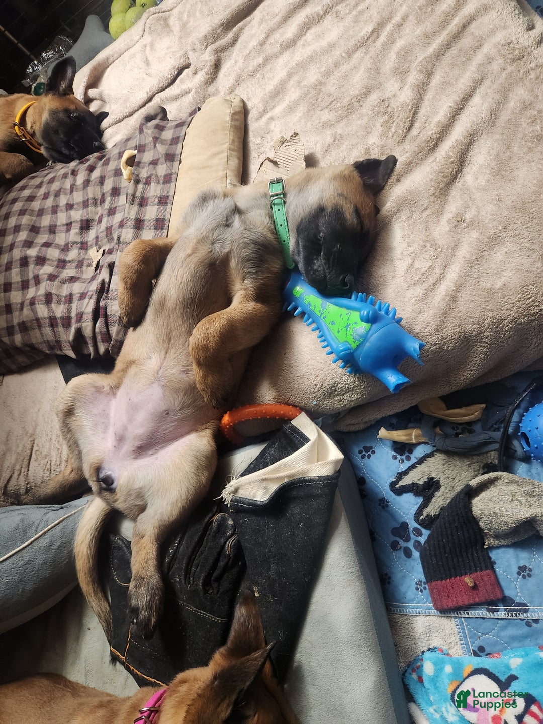 Belgian Malinois dogs for sale: Green Bean - Ad 3
