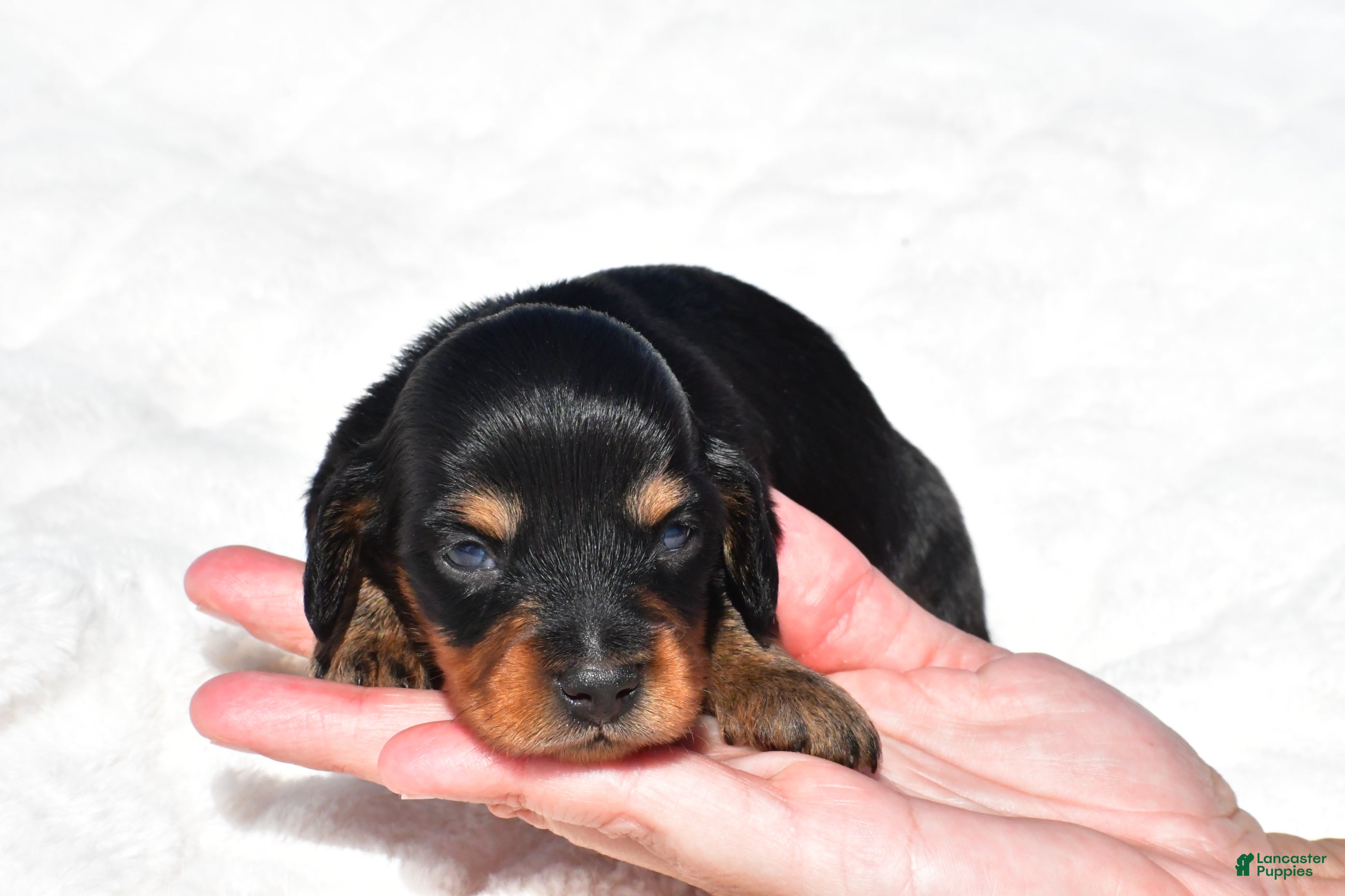 Miniature Dachshund dogs Howard - Ad 2