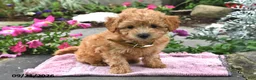 Bichpoo dogs for sale: Tiffany - Ad 4