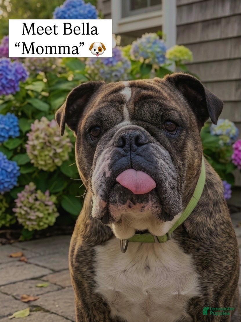 English Bulldog dogs English Bulldog (Bella) - Ad 1