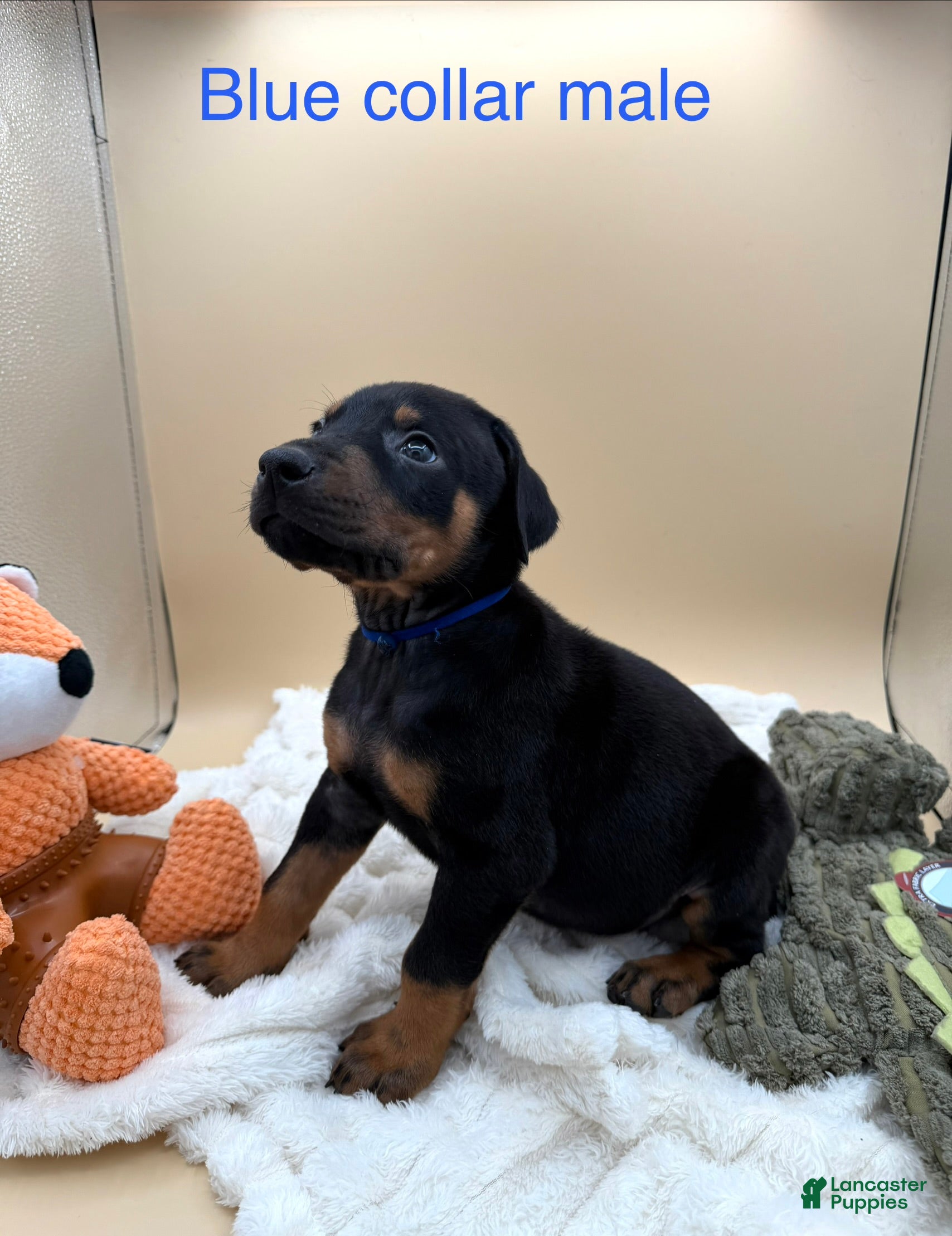 Doberman Pinscher dogs Black/rust male blue collar 💙 - Ad 2