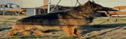 German Shepherd dogs for sale: German Shepherd 1 - Ad 3