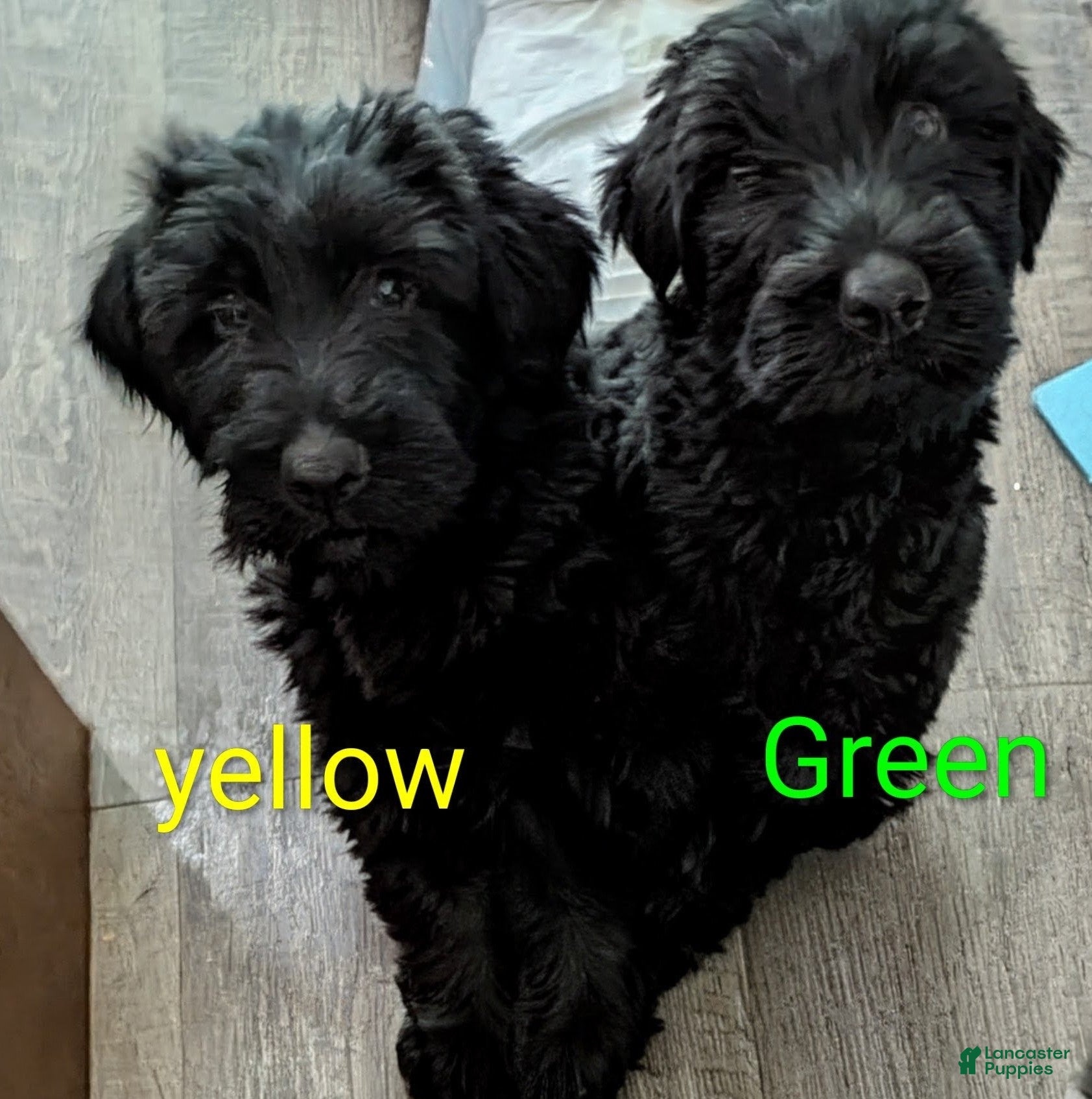 Giant Schnauzer dogs Giant Schnauzer Puppy 4 Green - Ad 1