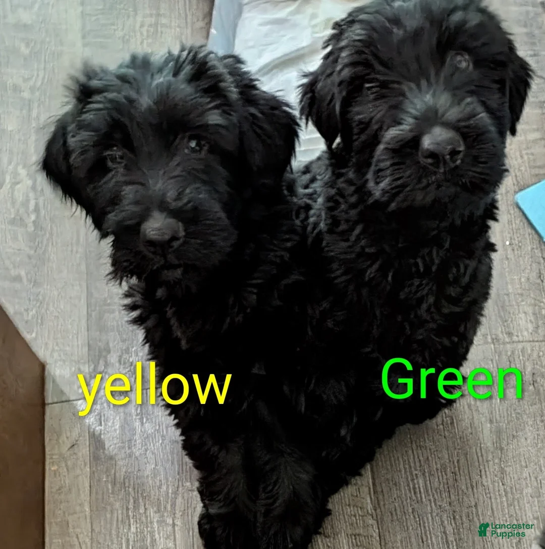 Giant Schnauzer dogs for sale: Giant Schnauzer Puppy 4 Green - Ad 1