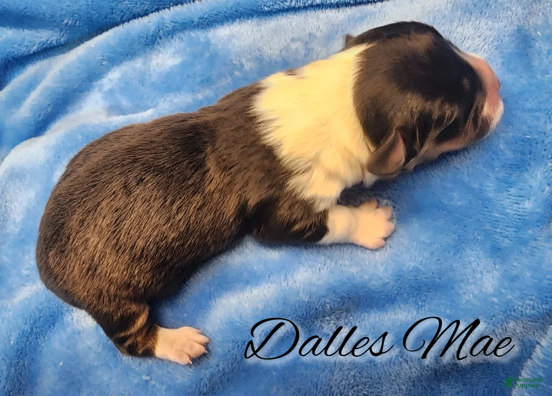 Welsh Corgi Pembroke dogs for sale: Dallas Mae - Ad 3