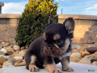French Bulldog dogs Kenny - Ad 16