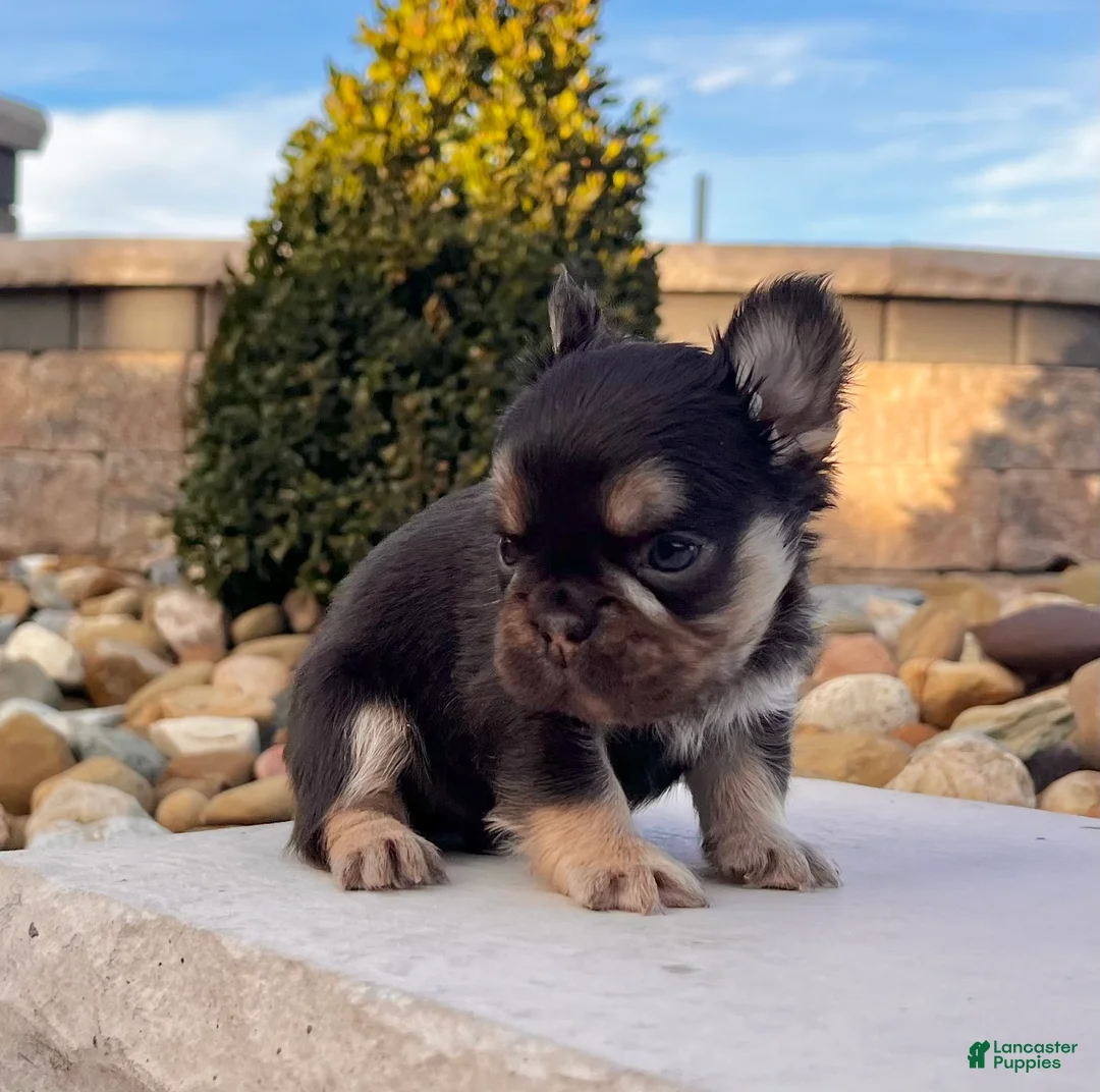French Bulldog dogs for sale: Kenny - Ad 1