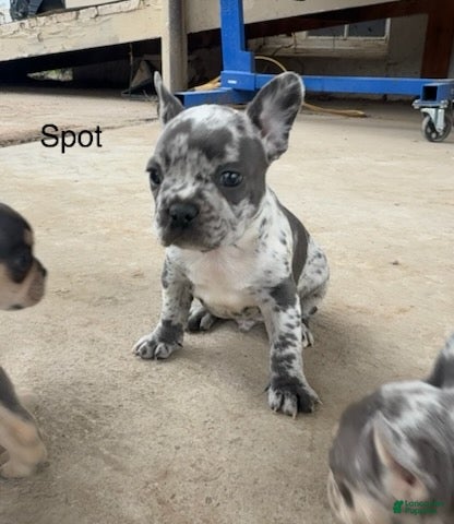 French Bulldog dogs Spot  - Ad 10