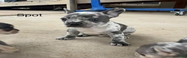 Spot 