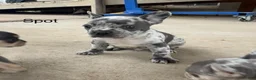 French Bulldog dogs for sale: Spot  - Ad 1