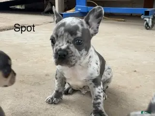 French Bulldog dogs Spot - Ad 10