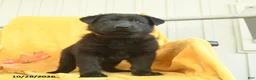 German Shepherd dogs for sale: Micah  - Ad 3