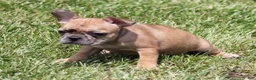 French Bulldog dogs for sale: SASHA RED MERLE - Ad 2