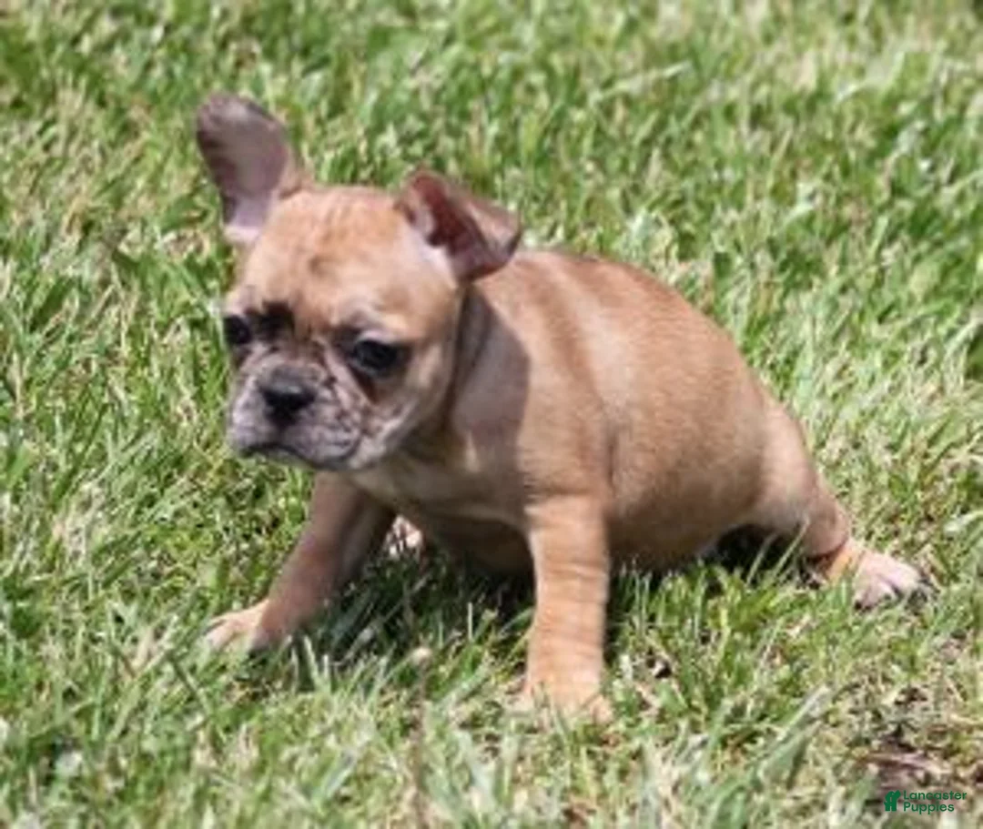 French Bulldog dogs for sale: SASHA RED MERLE - Ad 2