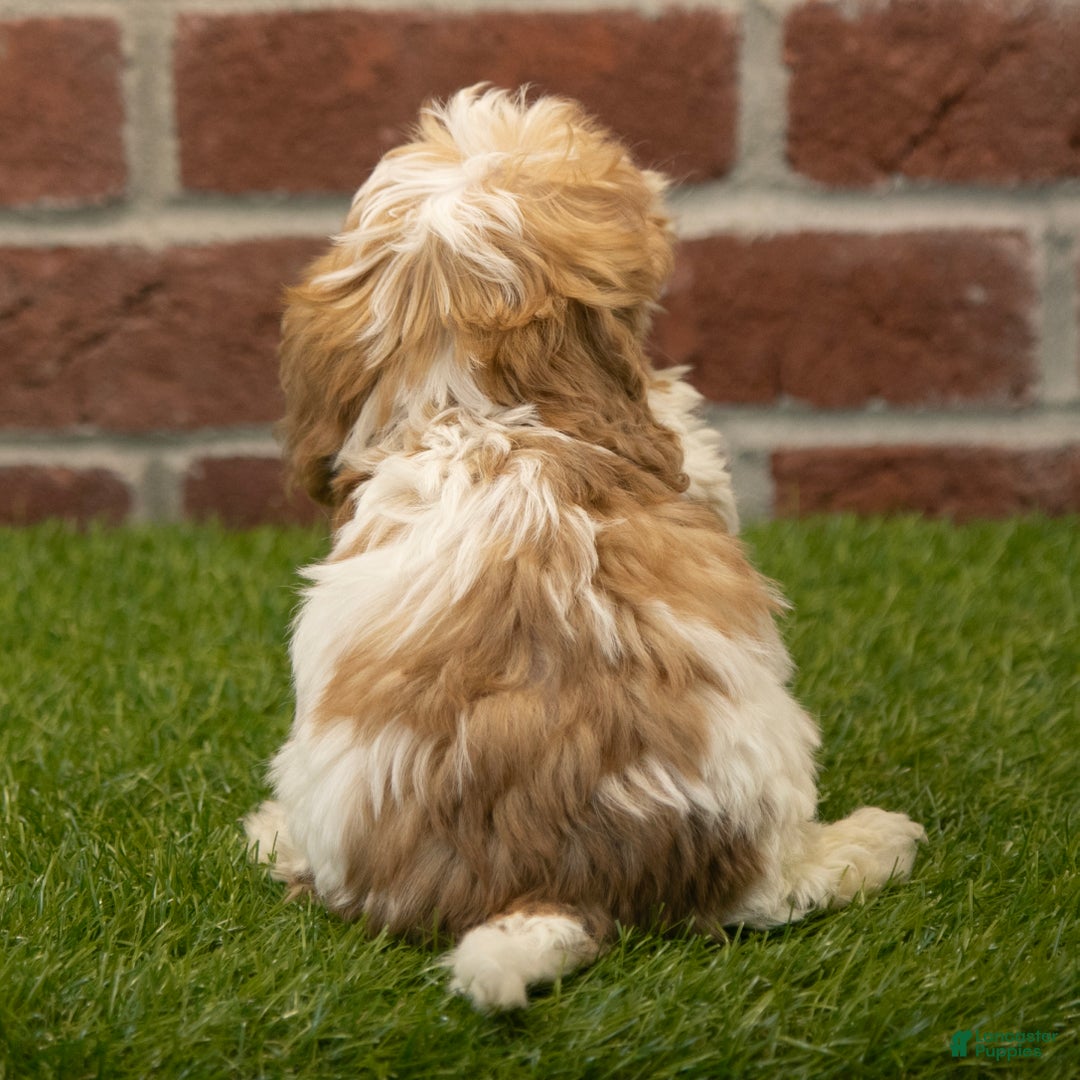 Havapoo dogs for sale: Wally - Ad 5