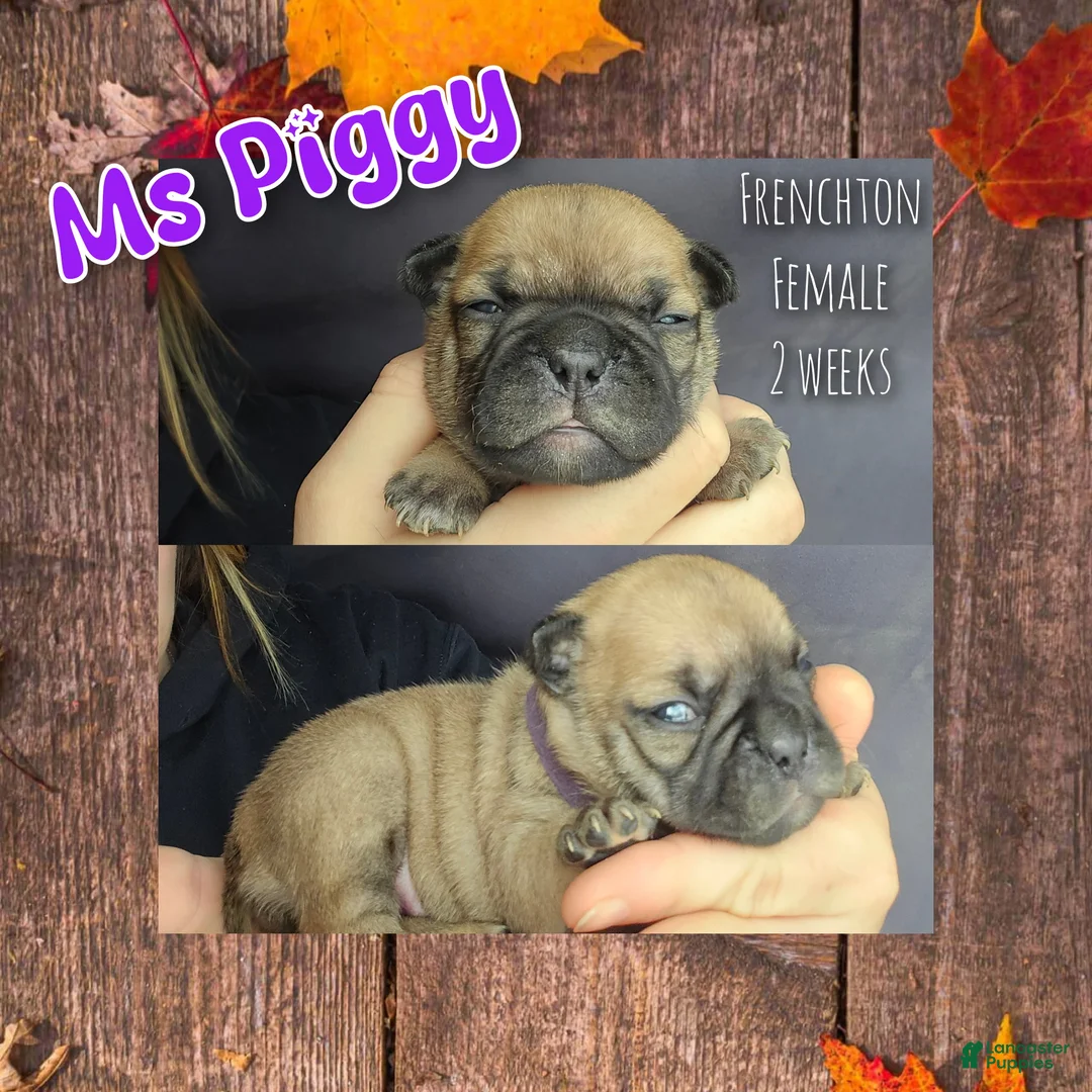 Frenchton dogs for sale: Ms Piggy (pending) - Ad 1