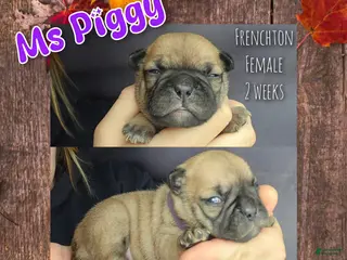 Frenchton dogs Ms Piggy (pending) - Ad 33