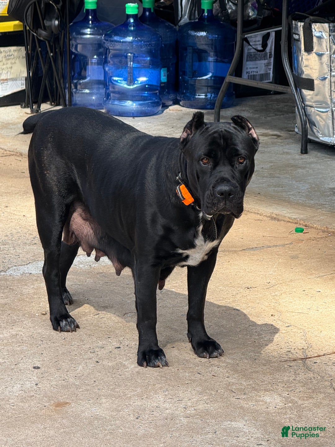 Cane Corso dogs for sale: Cane Corso Puppy 2 - Ad 4