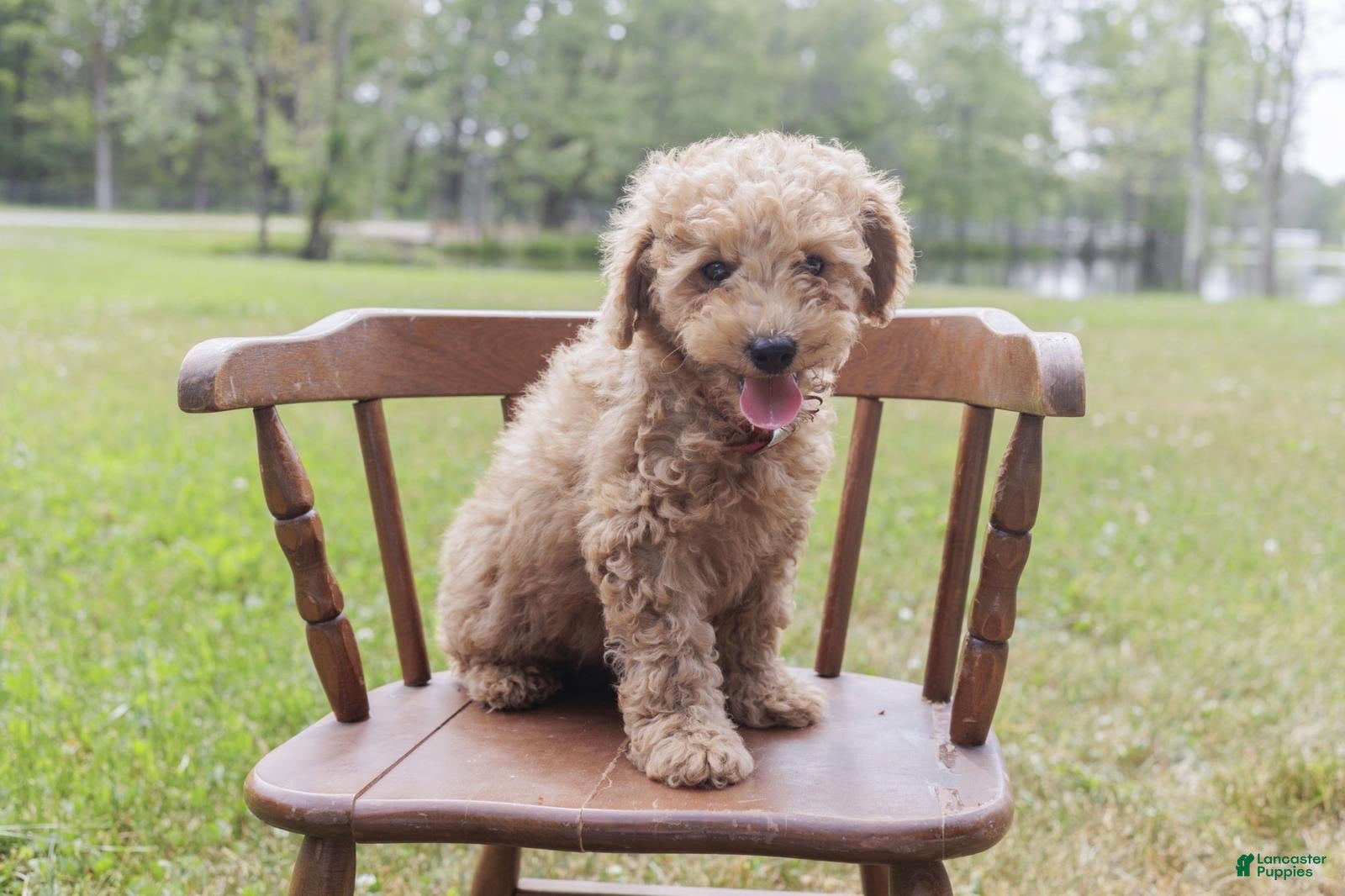 Cockapoo dogs for sale: Cockapoo 1 - Ad 1