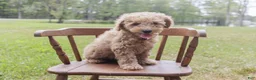 Cockapoo dogs for sale: Cockapoo 1 - Ad 1