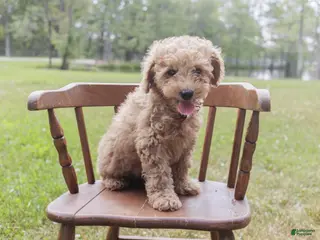 Cockapoo dogs Cockapoo 1 - Ad 10
