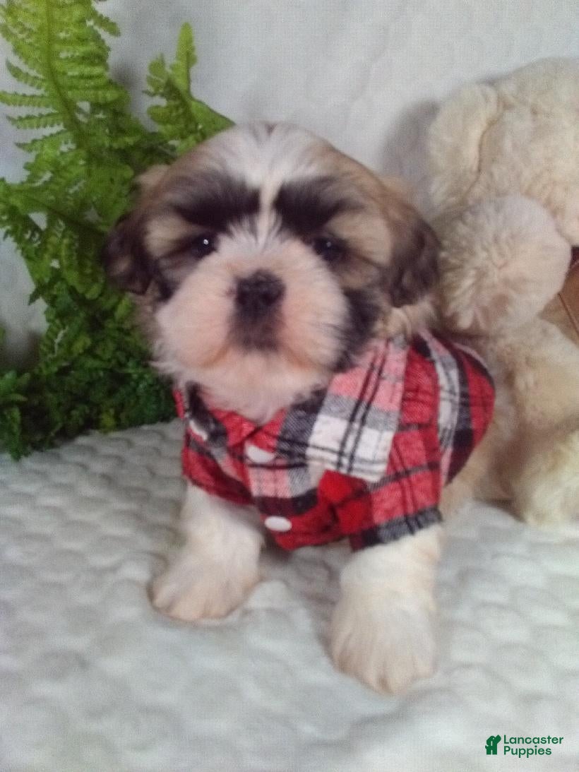 Shih Tzu dogs Hero - Ad 2