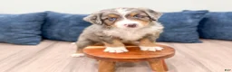 Mini Bernedoodle dogs for sale: Brady - Ad 4