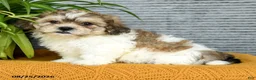 Teddy Bear dogs for sale: Everest - Ad 3