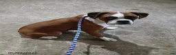 Boxer dogs for sale: Max - Ad 7