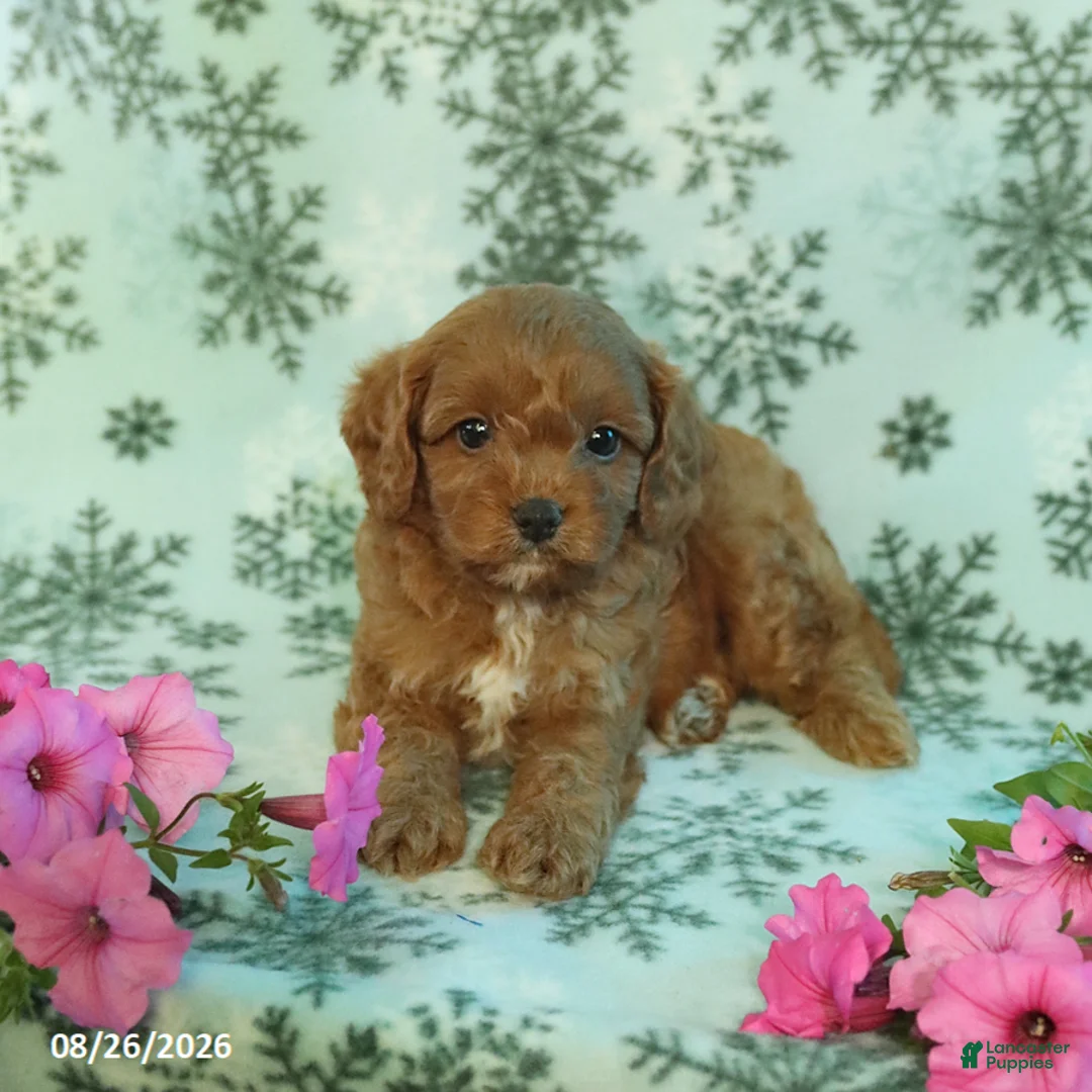 Cavapoo dogs for sale: Foxy - Ad 2
