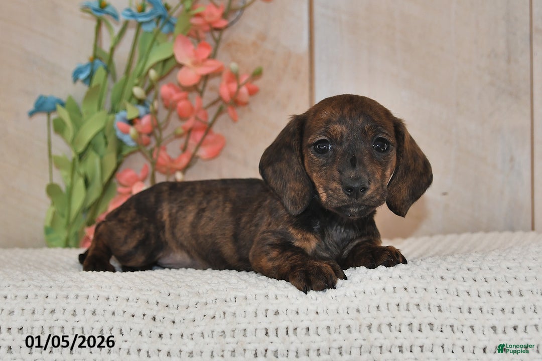 Miniature Dachshund dogs for sale: Daisy - Ad 3
