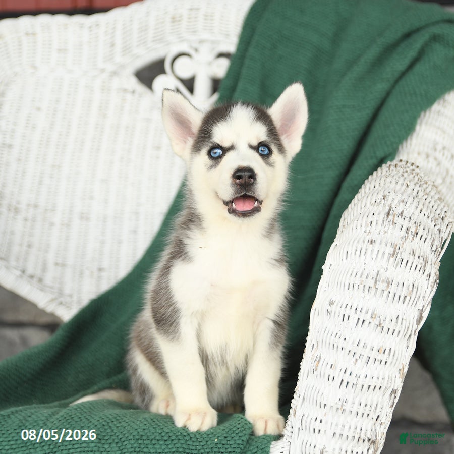 Siberian Husky dogs Vivian - Ad 1