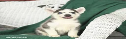 Siberian Husky dogs for sale: Vivian - Ad 3
